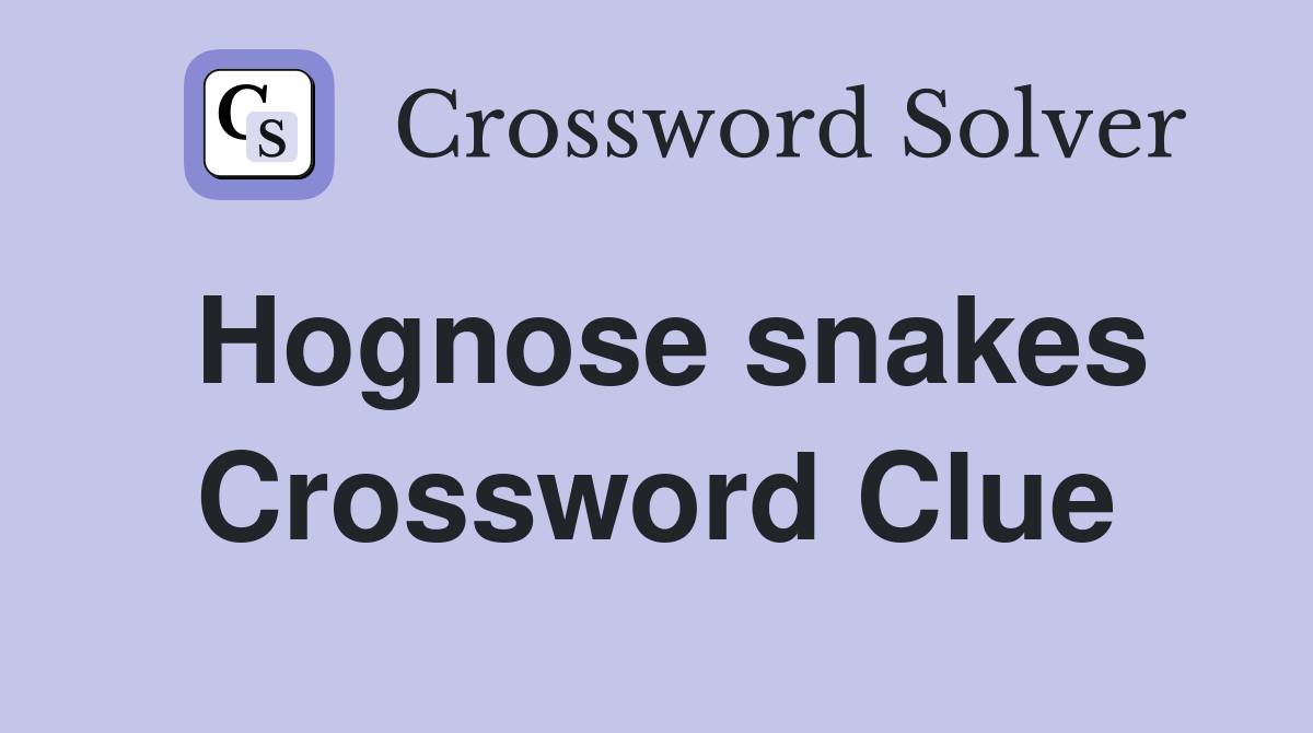 Hognose snakes Crossword Clue