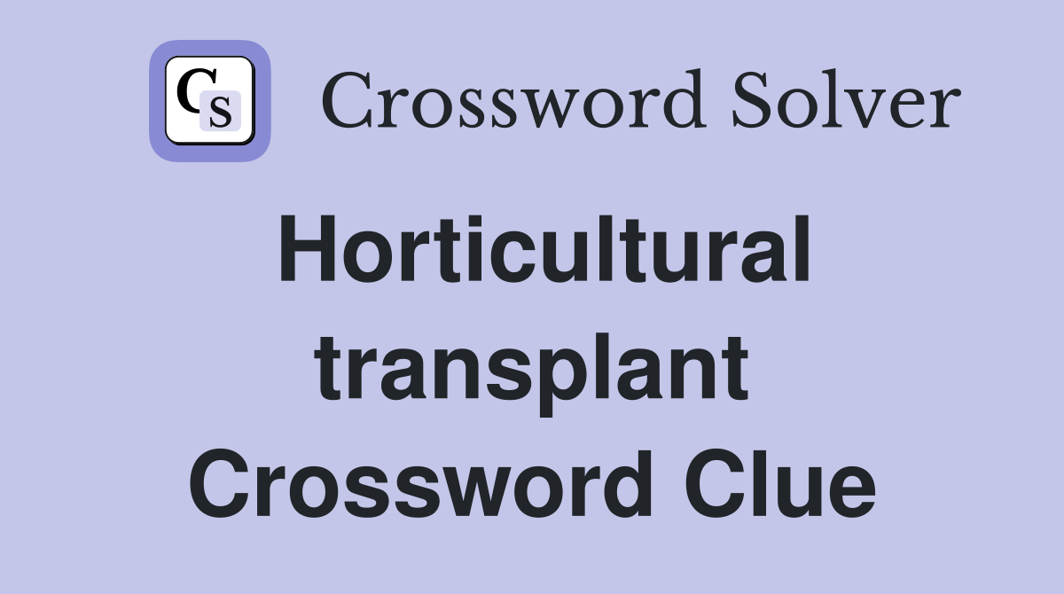 Horticultural transplant Crossword Clue