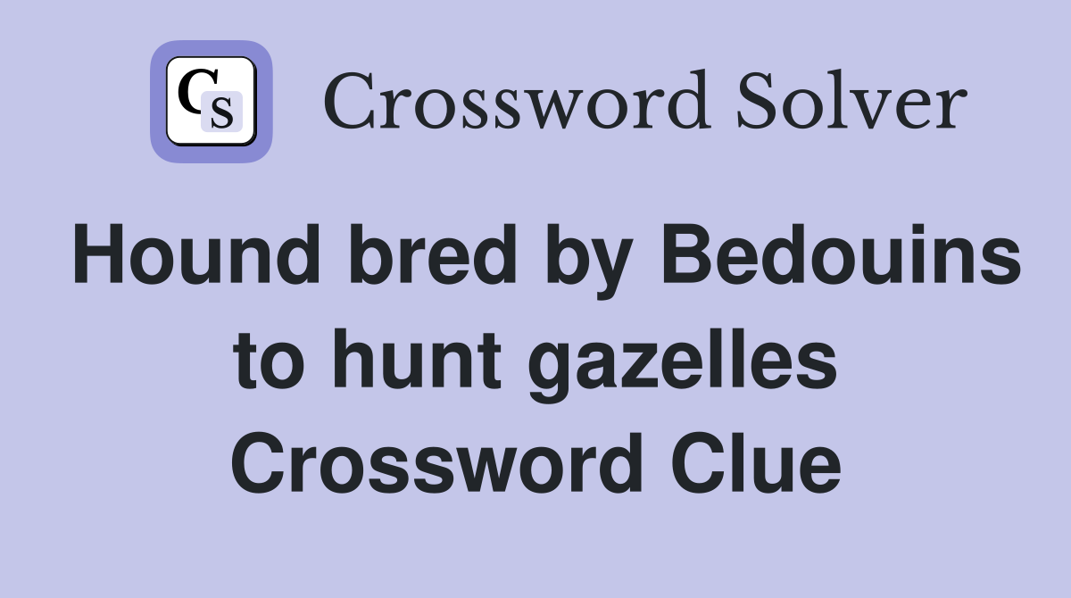 Hound bred by Bedouins to hunt gazelles Crossword Clue