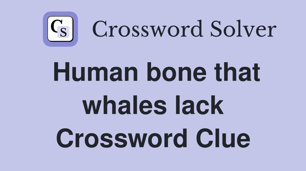 Human bone that whales lack Crossword Clue