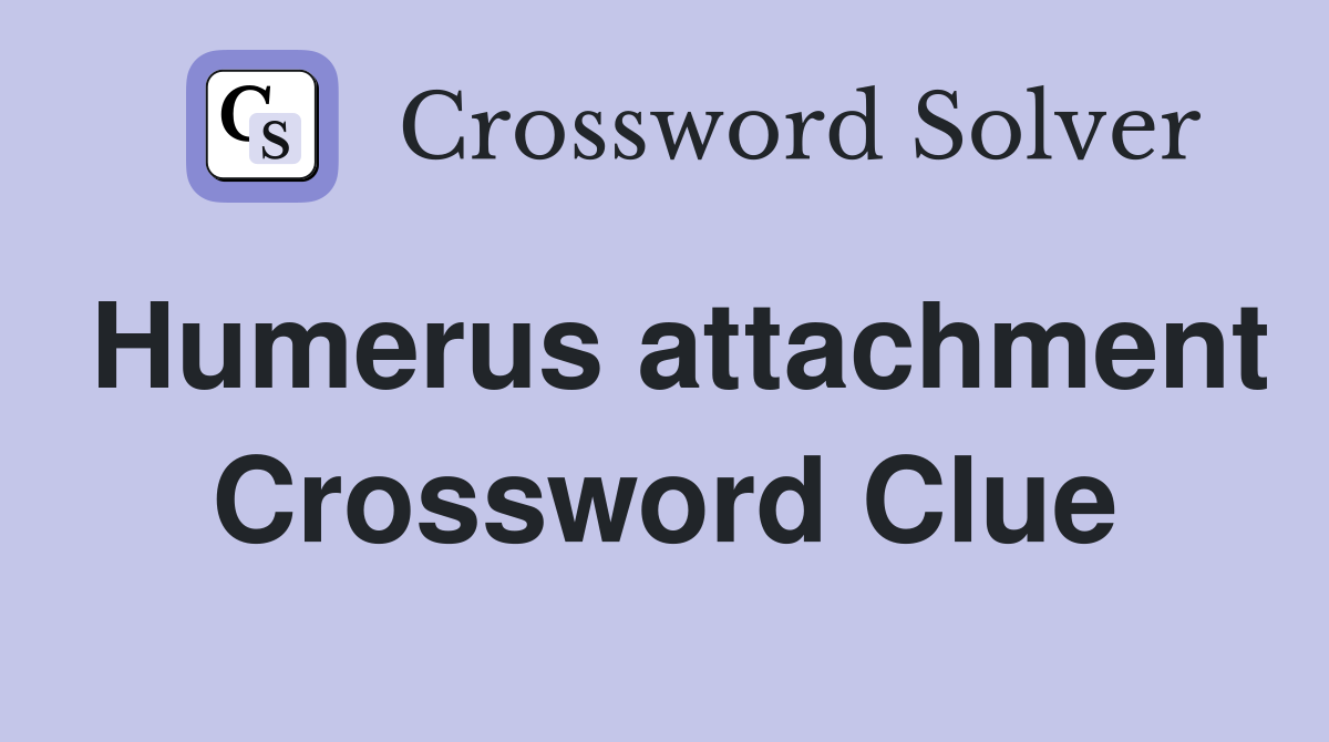 Humerus attachment Crossword Clue