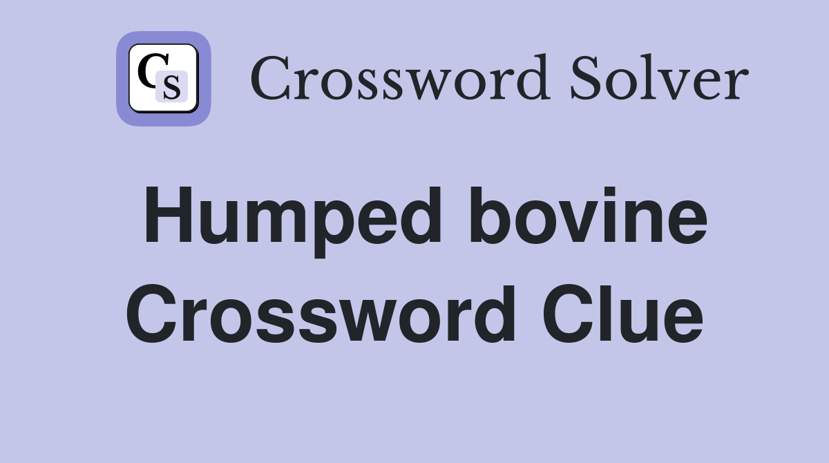 Humped bovine Crossword Clue