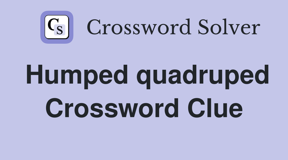 Humped quadruped Crossword Clue
