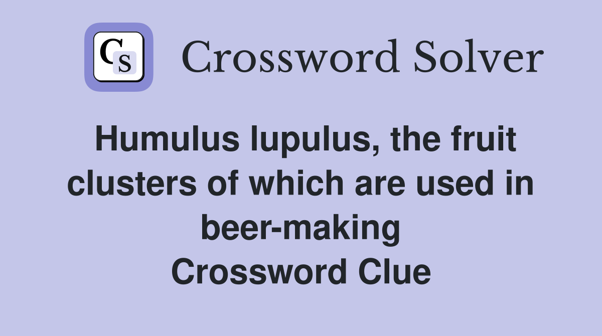 Humulus lupulus, the fruit clusters of which are used in beer-making Crossword Clue