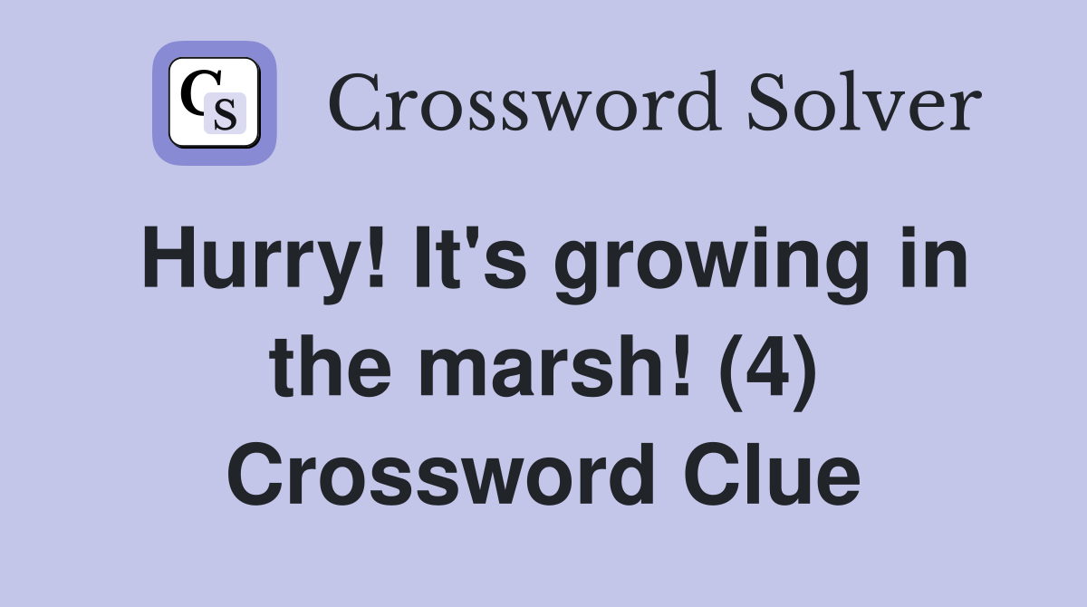 Hurry! It's growing in the marsh! (4) Crossword Clue