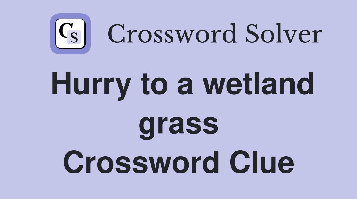 Hurry to a wetland grass Crossword Clue