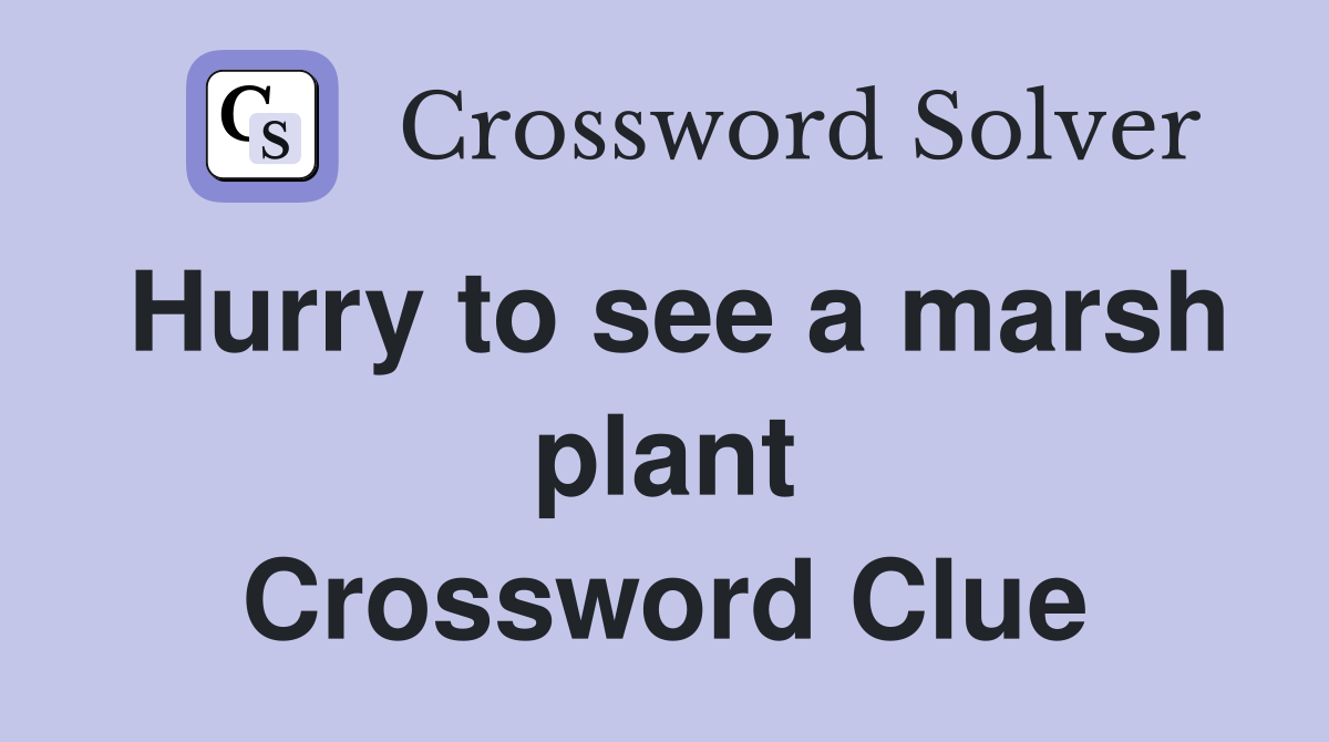 Hurry to see a marsh plant Crossword Clue