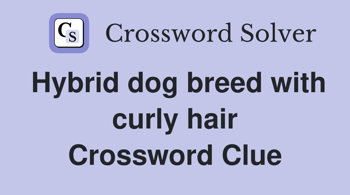 Hybrid dog breed with curly hair Crossword Clue