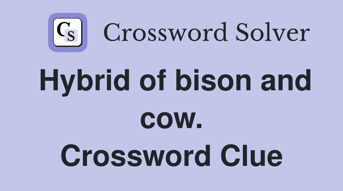 Hybrid of bison and cow. Crossword Clue