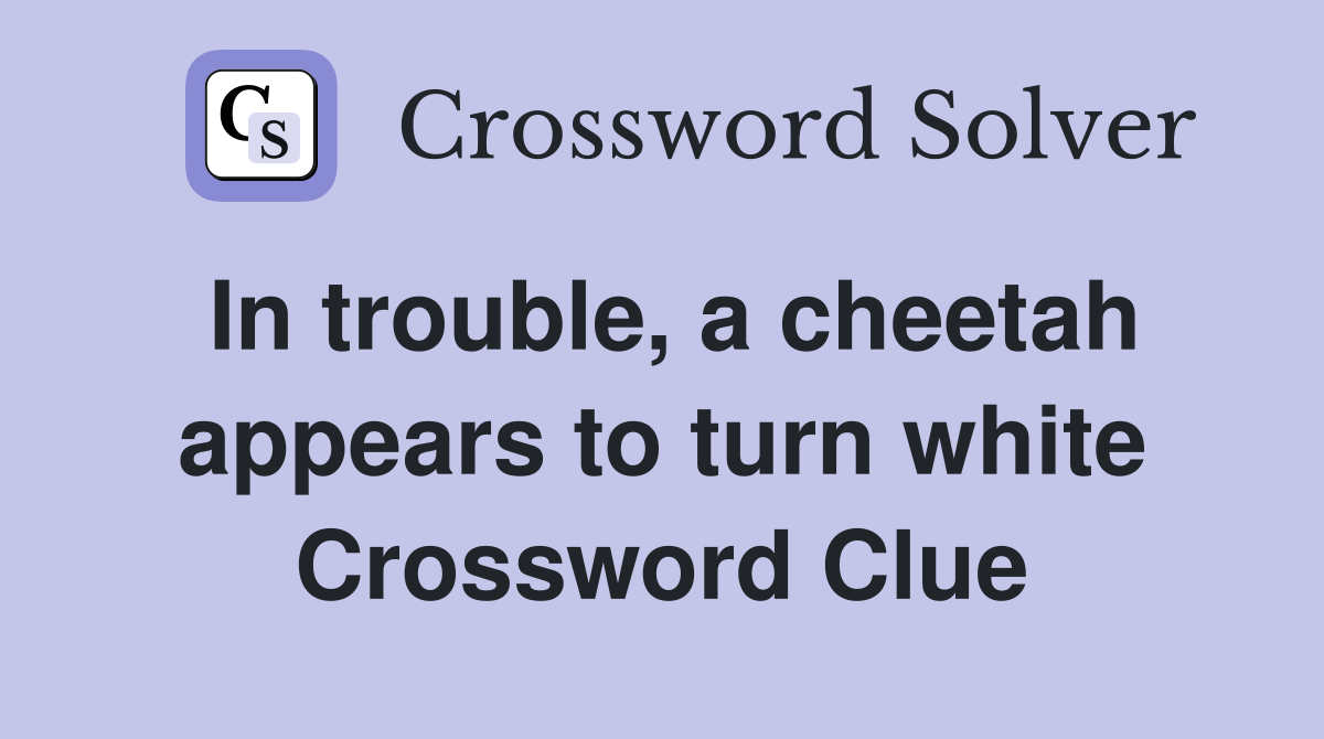 In trouble, a cheetah appears to turn white Crossword Clue
