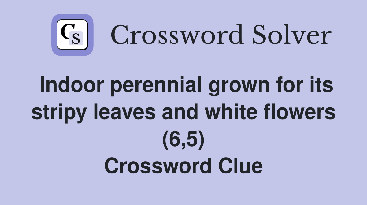 Indoor perennial grown for its stripy leaves and white flowers (6,5) Crossword Clue