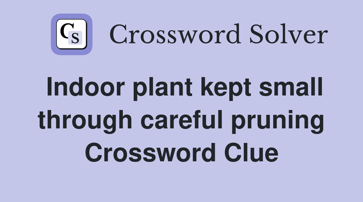 Indoor plant kept small through careful pruning Crossword Clue
