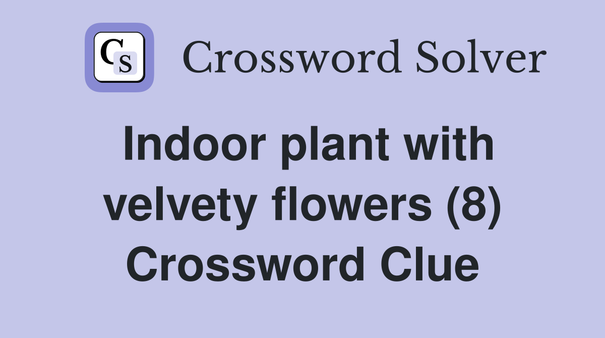 Indoor plant with velvety flowers (8) Crossword Clue