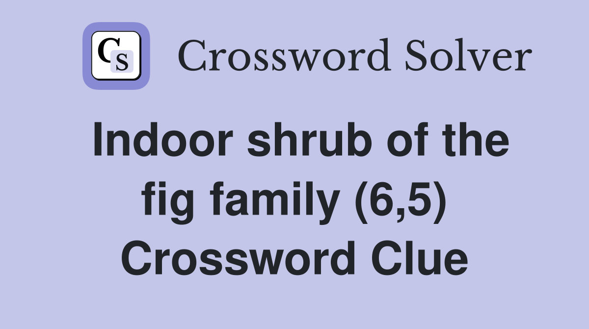 Indoor shrub of the fig family (6,5) Crossword Clue