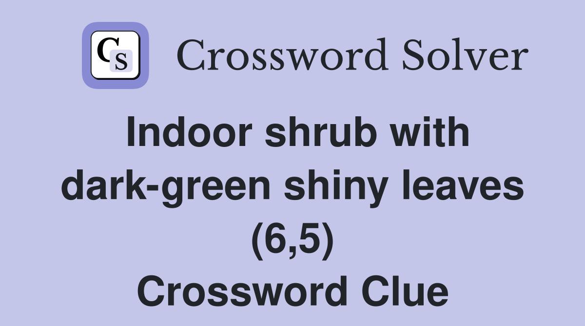 Indoor shrub with dark-green shiny leaves (6,5) Crossword Clue
