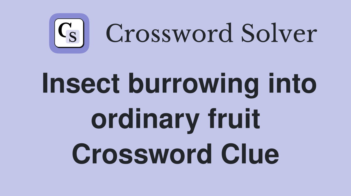 Insect burrowing into ordinary fruit Crossword Clue