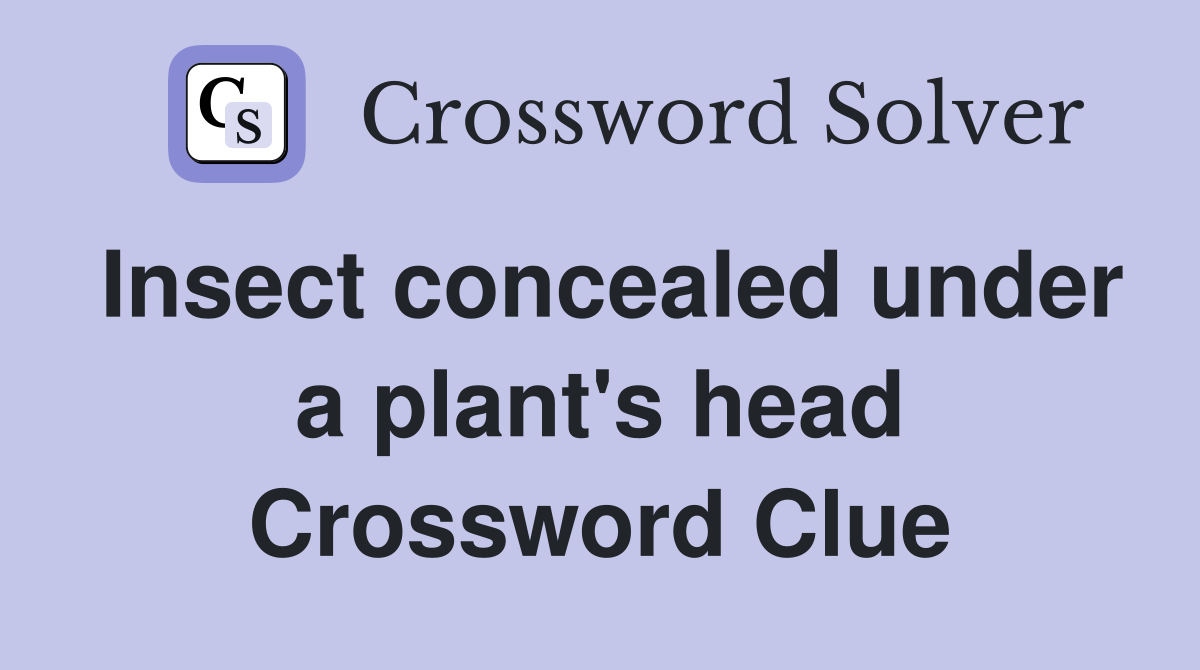 Insect concealed under a plant's head Crossword Clue