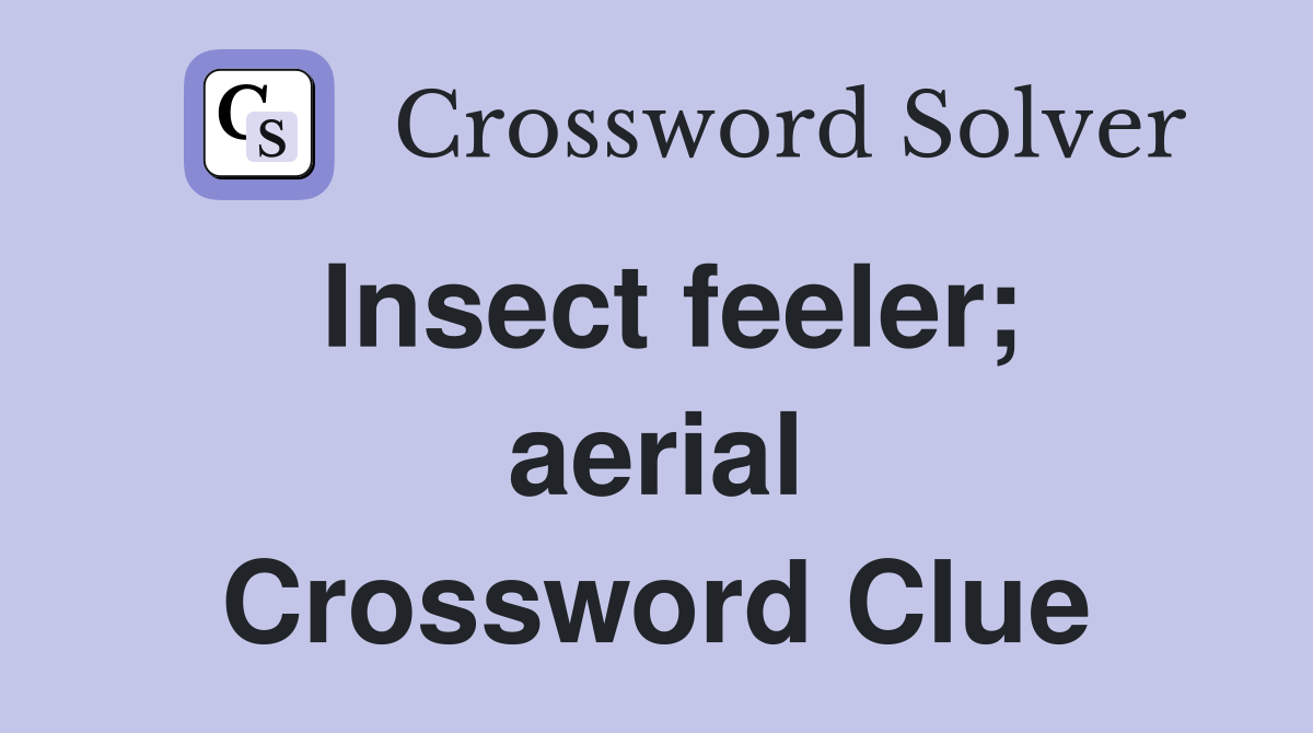 Insect feeler; aerial Crossword Clue