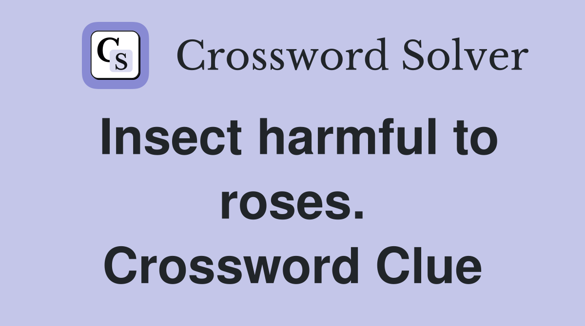 Insect harmful to roses. Crossword Clue