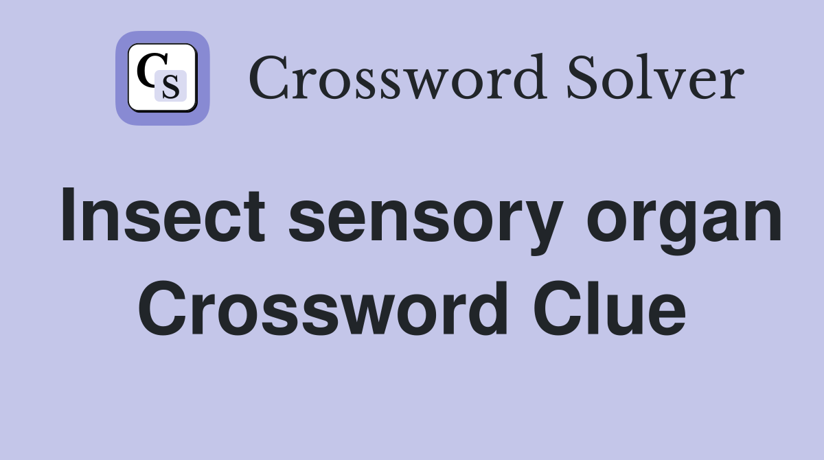Insect sensory organ Crossword Clue