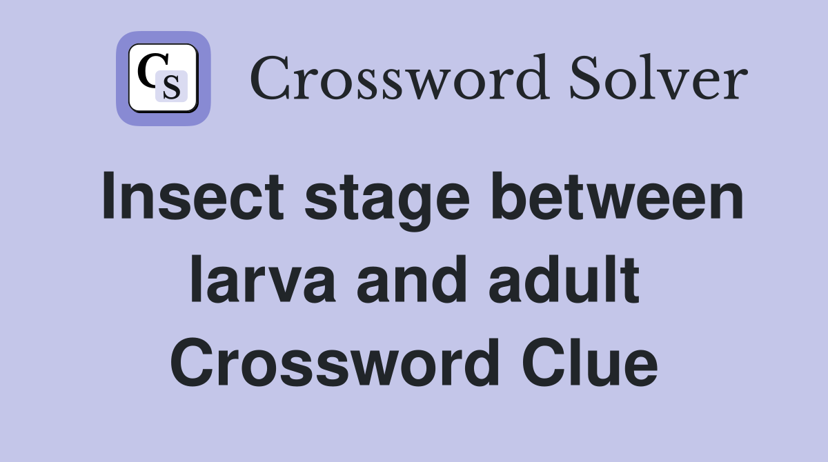 Insect stage between larva and adult Crossword Clue