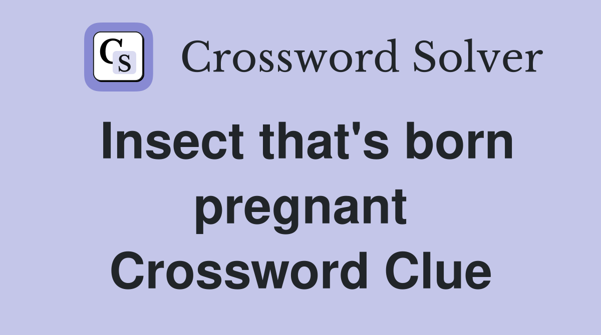 Insect that's born pregnant Crossword Clue