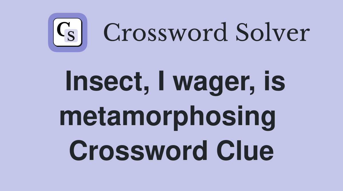 Insect, I wager, is metamorphosing  Crossword Clue