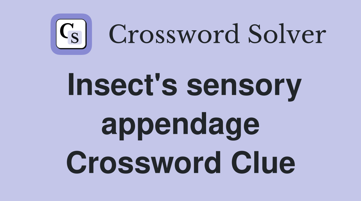 Insect's sensory appendage Crossword Clue