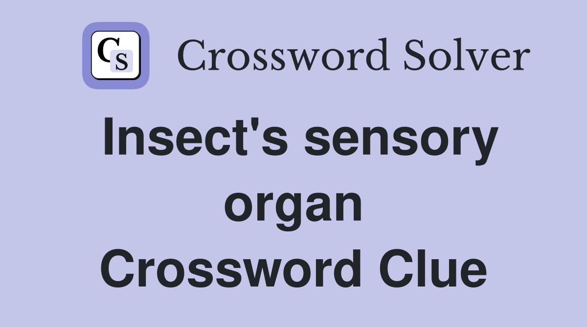 Insect's sensory organ Crossword Clue