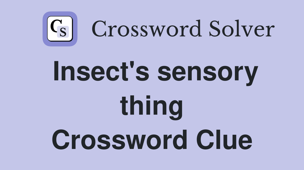 Insect's sensory thing Crossword Clue