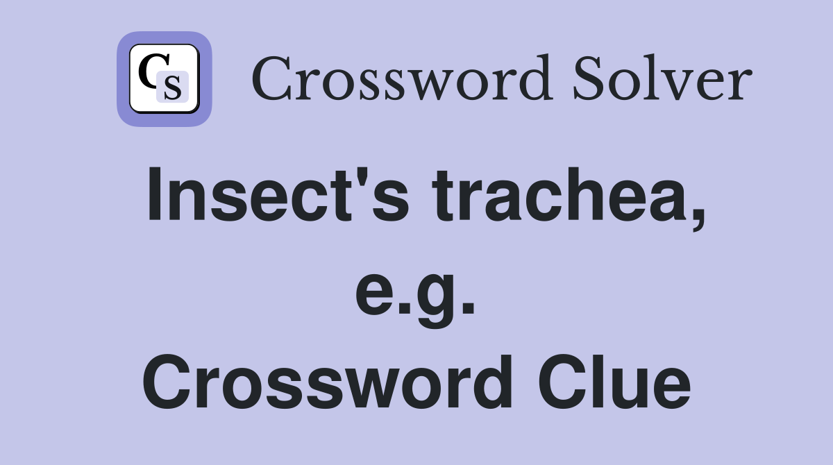 Insect's trachea, e.g. Crossword Clue