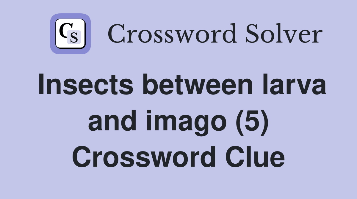 Insects between larva and imago (5) Crossword Clue