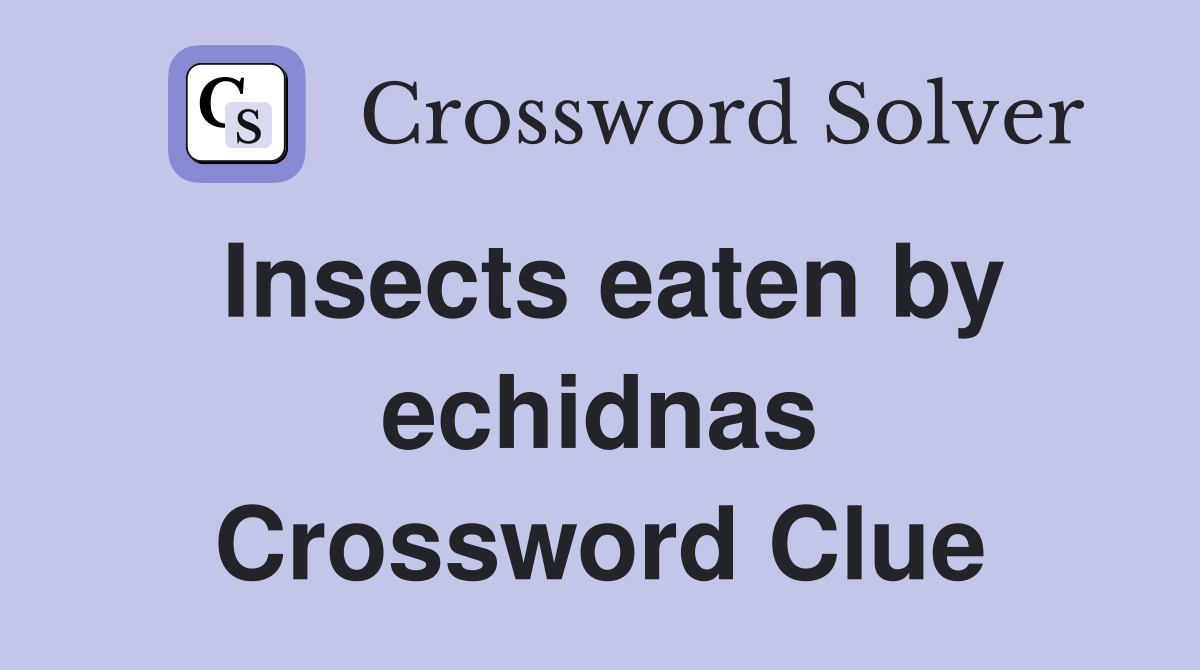 Insects eaten by echidnas Crossword Clue