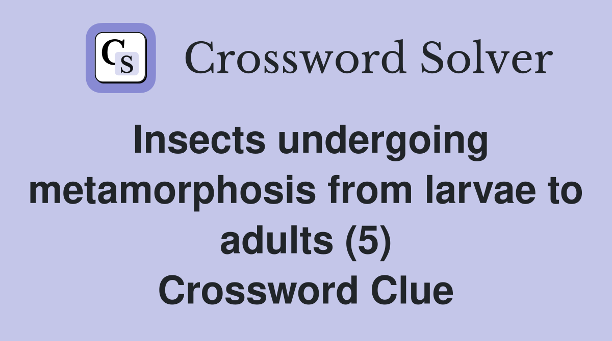 Insects undergoing metamorphosis from larvae to adults (5) Crossword Clue