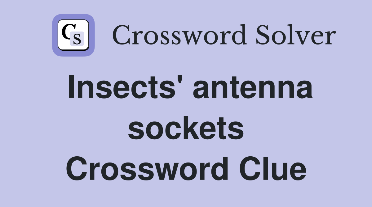Insects' antenna sockets Crossword Clue
