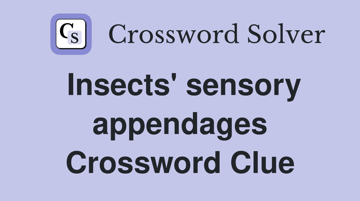 Insects' sensory appendages Crossword Clue