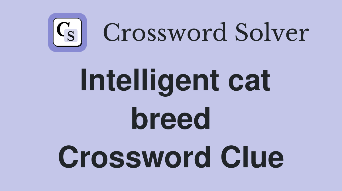 Intelligent cat breed Crossword Clue