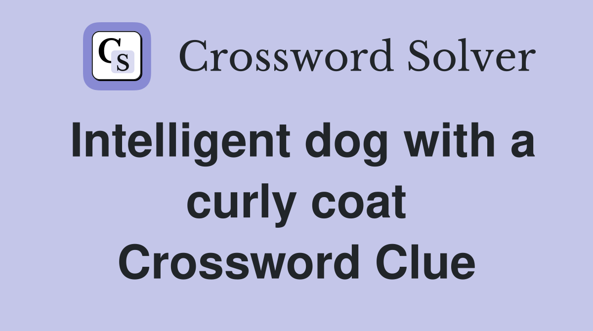 Intelligent dog with a curly coat Crossword Clue