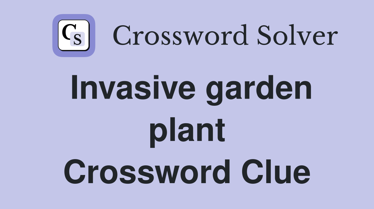 Invasive garden plant Crossword Clue