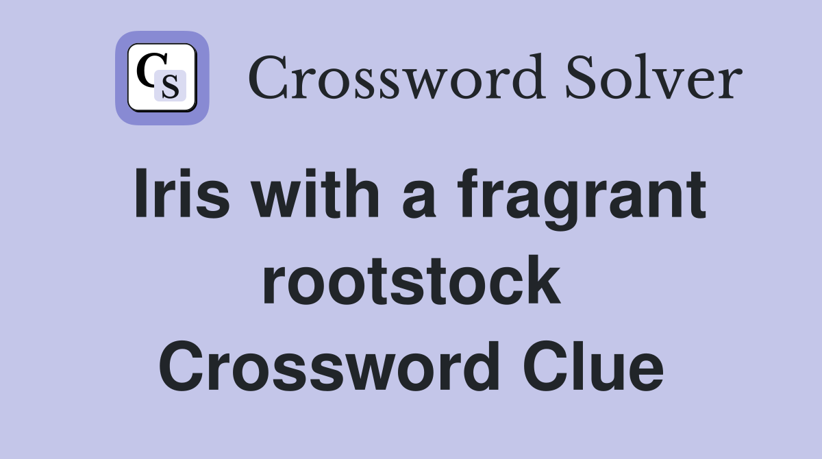 Iris with a fragrant rootstock Crossword Clue
