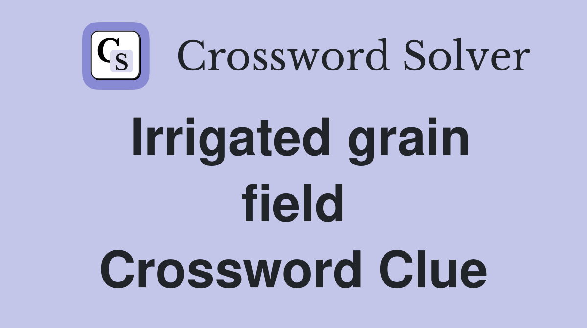 Irrigated grain field Crossword Clue