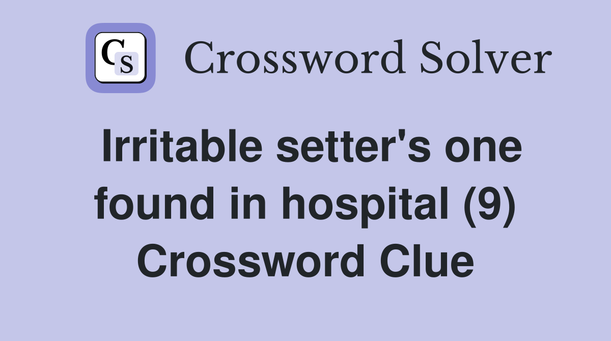 Irritable setter's one found in hospital (9) Crossword Clue