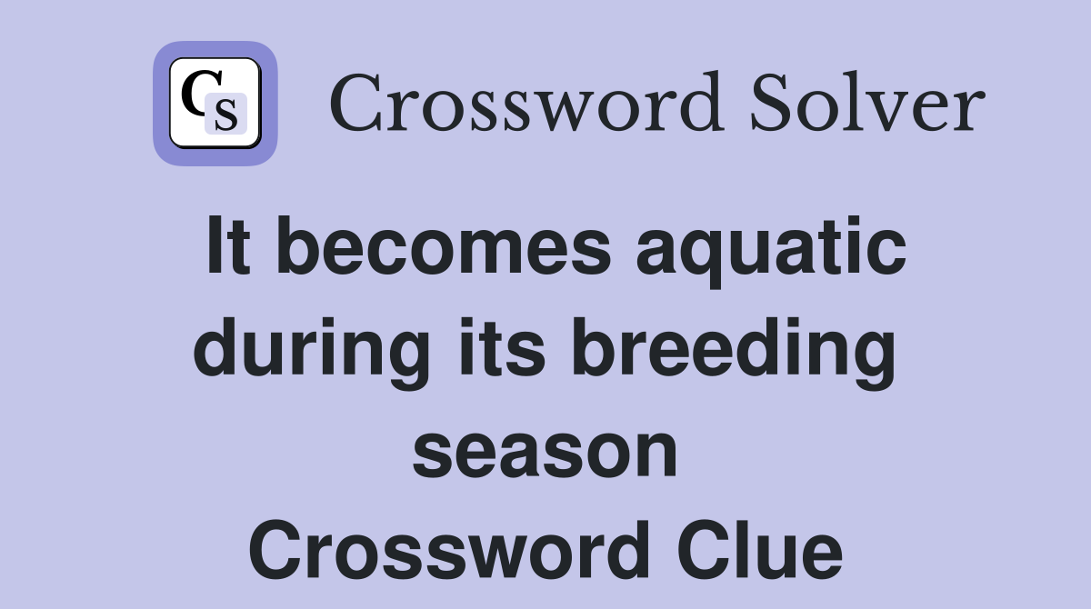 It becomes aquatic during its breeding season Crossword Clue