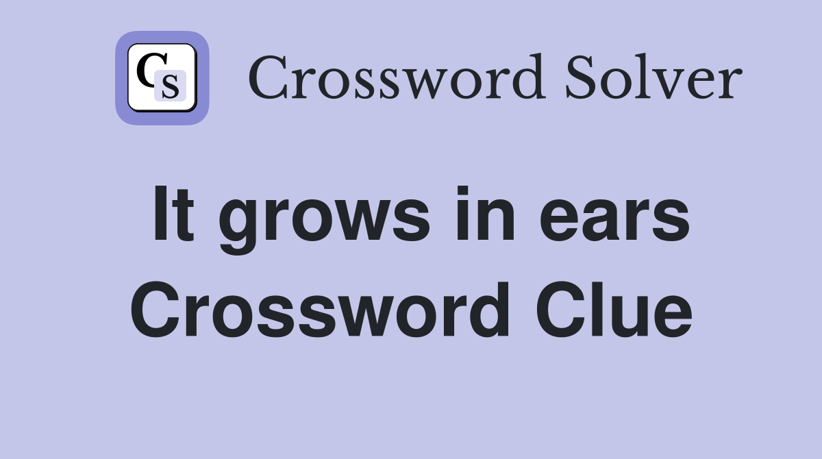 It grows in ears Crossword Clue