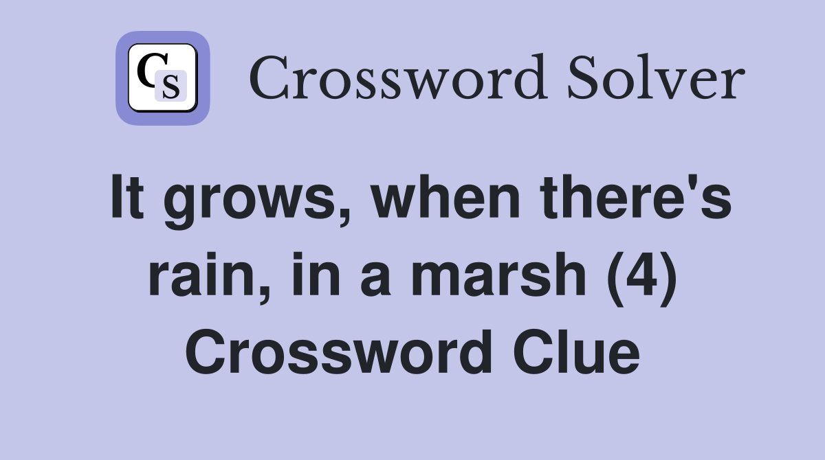 It grows, when there's rain, in a marsh (4) Crossword Clue
