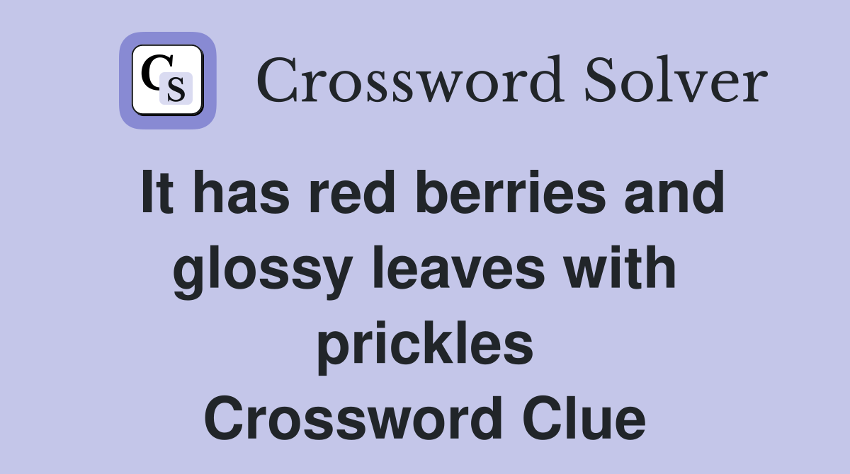 It has red berries and glossy leaves with prickles Crossword Clue
