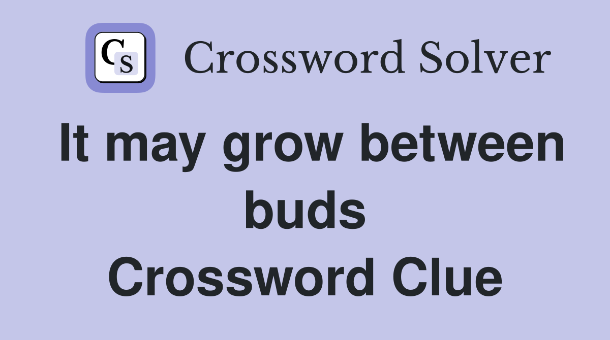 It may grow between buds Crossword Clue