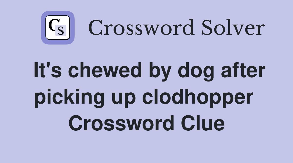 It's chewed by dog after picking up clodhopper  Crossword Clue