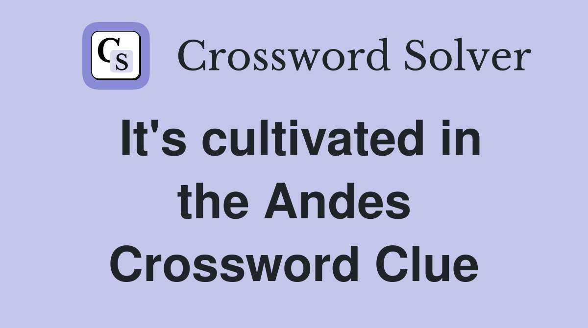 It's cultivated in the Andes Crossword Clue