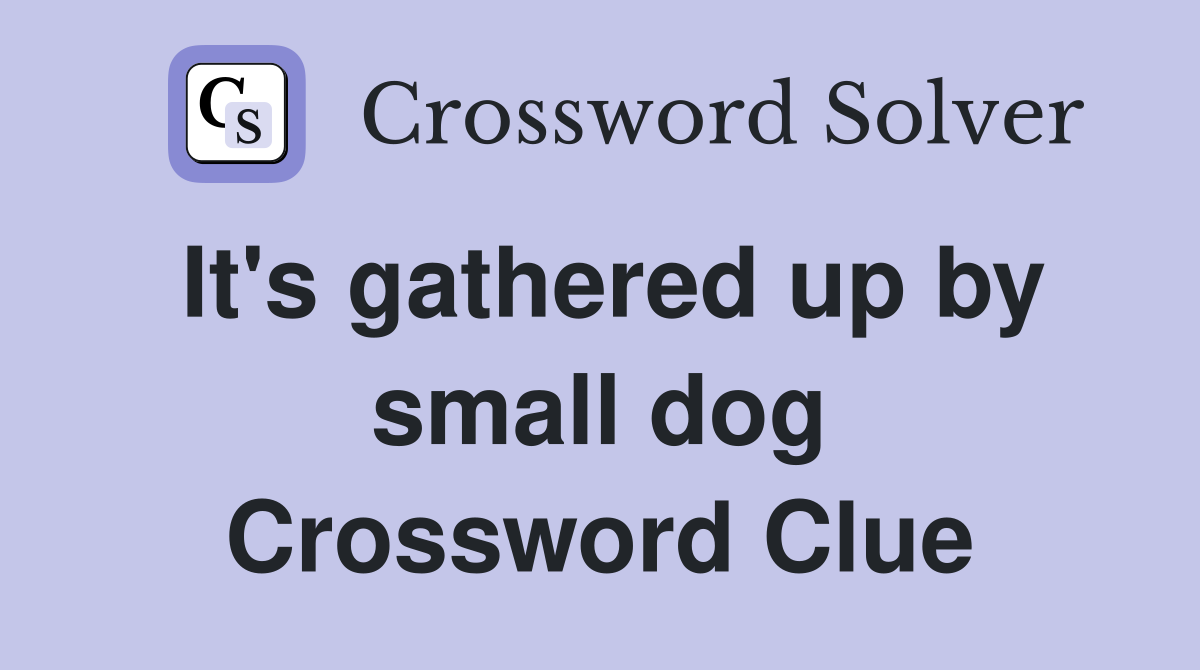 It's gathered up by small dog Crossword Clue